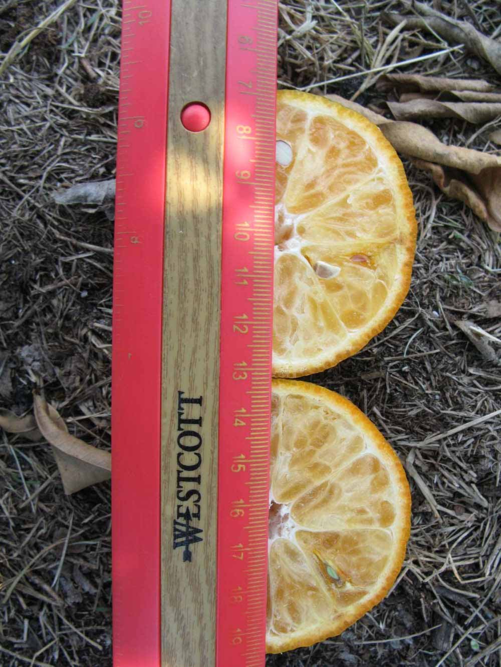              Fruit cross-section (Winter Haven, FL)       